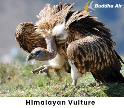 Himalayan Vulture